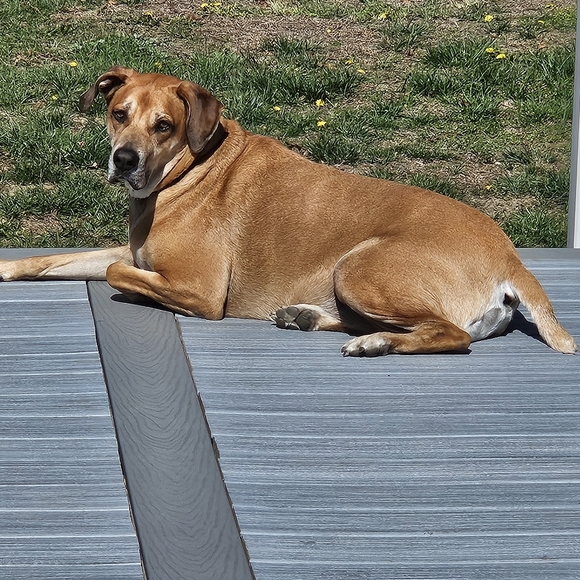 Meet your Posher, Amy - Picture 3 of 3